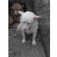 Cutzi, Kleine weiße Chihuahua-Mix Hündin - Hündin