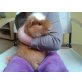 Cuy Riesenmeerschweinchen