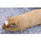 Cuy Riesenmeerschweinchen - männlich