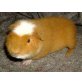 Cuy Riesenmeerschweinchen - männlich