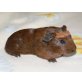 Cuy=Riesenmeerschweinchen - männlich