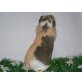 Cuy Riesenmeerschweinchen - männlich