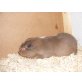 Cuy Riesenmeerschweinchen - weiblich