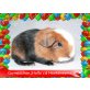 Cuy Riesenmeerschweinchen - weiblich