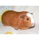 Cuy Riesenmeerschweinchen - weiblich