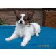 Cyndi, Papillon Welpen - Hündin