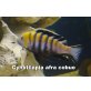 Cynotilapia afra cobue