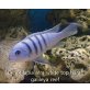 Cynotilapia afra white top hara galileya reef