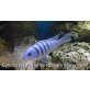 Cynotilapia afra white top hara galileya reef