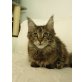 Cynthia, Maine Coon - Katze
