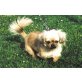 Cziki, Pekinese - Hündin