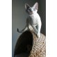 D Artagnan of Royal Devons, Devon Rex - Kater