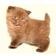 D-Linge))), Britisch Kurzhaarkatze - Katze