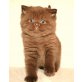 D-Linge))), Britisch Kurzhaarkatze - Katze