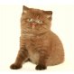 D-Linge))), Britisch Kurzhaarkatze - Katze
