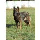 D-Wurf von der Osterwiese, Deutscher Schäferhund - Hündin