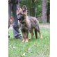 D-Wurf von der Osterwiese, Deutscher Schäferhund Welpen - Rüde