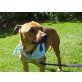 DACHS, total entspannter Ratero/RidgebackMischling - Rüde