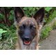 DACKY, Sheltiemix,Pflegestelle Bgld Welpen - Hündin