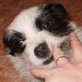 DADO, kleiner Mix, kastriert, ca. 1-2 Jahre - Rüde