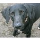 DAIQUIRA, Pflegestelle Kapfenberg, Dobermann-Jagdhundmix - Rüde