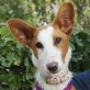 DAIRA, Podenco Andaluz - kastriert Welpen - Hündin