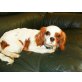 DAISY 12, Pflegestelle Niederösterreich, Cavalier King Charles Spaniel - Hündin