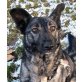 DAISY 14, Pflegestelle Wien, MUSSTE AN DER KETTE LEBEN! SchäferPinschermix - Hündin