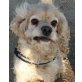 DAISY 17, Pflegstelle Niederösterreich, unkomplizierte, superliebe Spaniel - Hündin