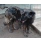 DAISY 9, Pflegestelle Steiermark, einzigartig schöne, verschmuste Mix - Hündin
