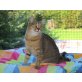DAISY, EKH Kätzin - Katze