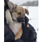 DAKO, Pflegestelle Tirol, Dackel-Pinscher-Mix Welpen - Rüde