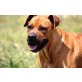 DAKOTA, Boxer - Hündin