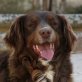 DAKOTA, Epagneul Breton-Setter, kastriert, ca.3 Jahre - Hündin