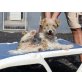 DAKOTA, Foxterrier - Hündin