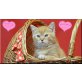 DALIDA , Britisch Kurzhaarkatze - Katze
