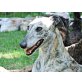 DALO, sensibl.Galgo-Traumprinz sucht Galgoprinzess. - Rüde