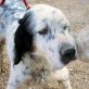 DALTON, English Setter/Tricolor - Rüde