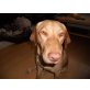 DAMITA, Pflegestelle Steiermark, Labrador Mix - Hündin