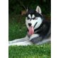 DAMON, Siberian Husky - Rüde