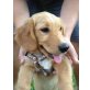 DANIE, Dackel/Labradormix,Pflegestelle Bgld Welpen - Hündin