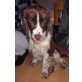 DANIEL 4, DANIEL 4 Springerspaniel Pflegestelle Wien - Rüde