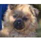 DANKO - Linares, Tibet-Spaniel-Mischling - kastriert - Rüde