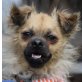 DANKO - Linares, Tibet-Spaniel-Mischling - kastriert - Rüde