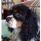DANNY, Cavalier King Charles Spaniel - Rüde
