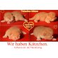 DANTE , Britisch Kurzhaarkatze - Kater