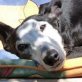 DANTE, Galgo, kastriert, 5 Jahre - Rüde