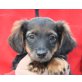 DAO, Pflegestelle Niederösterreich, Dackel-Spanielmix Welpen - Rüde