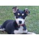 DARCY, kl.Sportkanone braucht noch Erziehung/Mix Welpen - Hündin