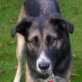 DARIA, NOTFALL, gr. Mix, kastriert, ca. 3 Jahre - Hündin